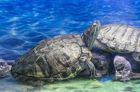 海龟异国荒野情调游泳睡眠环境蓝色海洋生物岩石海岸图片