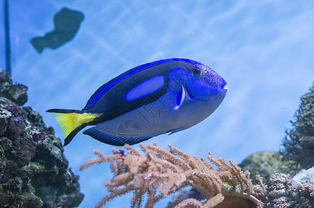 蓝鱼热带医生异国蓝色游泳野生动物紫色粉末潜水宠物图片