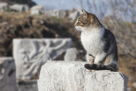 Ephesus 的猫废墟考古学纪念碑水平历史宠物旅行火鸡建筑学文化图片