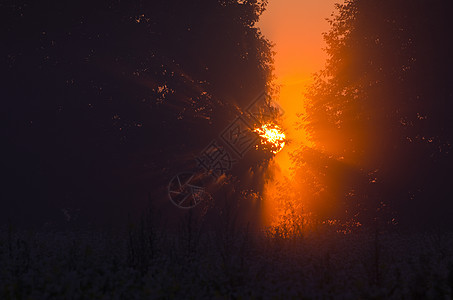 夏日森林中美丽的清晨日出图片