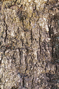 Trunk 树纹理木材日志树干森林棕色材料宏观图片