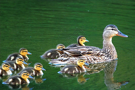 家族鸭子婴儿小鸭子池塘野生动物母亲家庭游泳图片