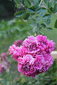 粉红花花紫色植物背景粉色树叶绿色图片