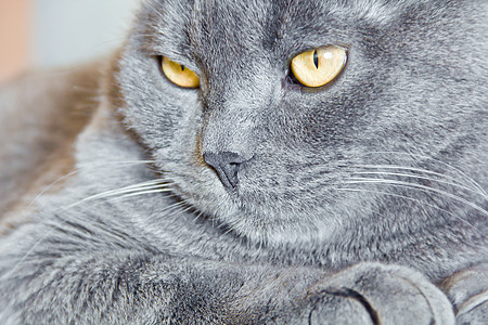 黄色眼睛的猫肖像蓝色胡子胡须哺乳动物灰色宠物鬓角动物图片