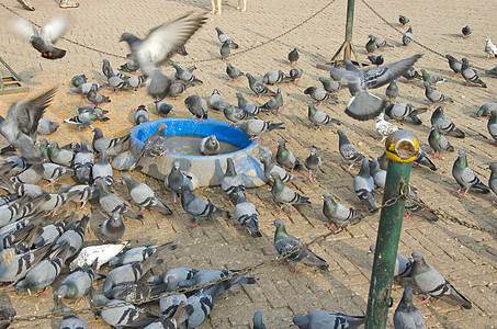 尼泊尔加德满都的鸽子群图片