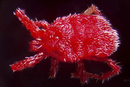 聚苯乙烯的Nymph螨类毛皮绒螨显微艺术皮肤若虫生物学红色免费图片