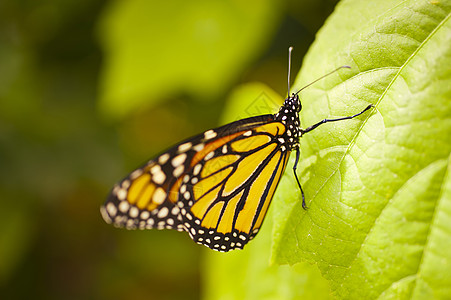 Danaus 双面艺术热带昆虫小眼动物自然科学植物叶子树叶鼻子图片