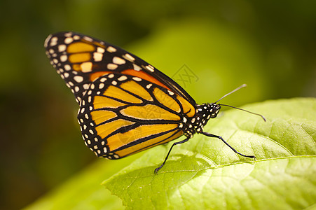 Danaus 双面小眼科学昆虫翅膀艺术生物学动物群蝴蝶植物热带图片