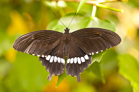 Papilio 聚体图片