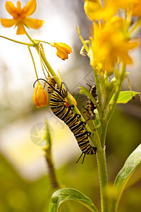 蝴蝶毛虫昆虫历史自然科学艺术小眼微距植物叶子宏观生物学图片