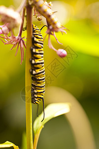 蝴蝶毛虫宏观植物亚热带自然科学历史微距昆虫动物群花蜜科学图片
