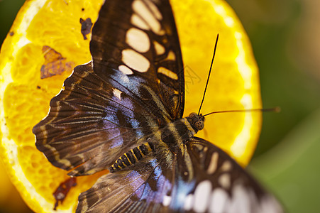 蓝滑板蓝斑马西维亚 lilacinus树叶鼻子翅膀动物复眼自然科学小眼蝴蝶宏观花蜜图片