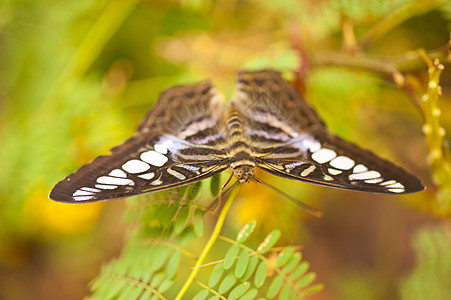 蓝滑板蓝斑马西维亚 lilacinus动物群野生动物自然科学动物叶子亚热带翅膀艺术植物鼻子图片