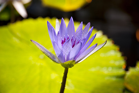 牛油道省a生物学玫瑰植物百合区系花艺绿色树叶池塘蓝色图片