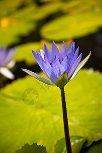 牛油道省a叶子池塘百合树叶绿色植物群玫瑰蓝色植物历史图片