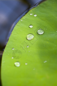 牛油道省a植物群植物花艺百合生物学历史杯子玫瑰绿色仿生学图片