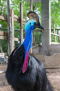 卡索瓦里(Cassowary)图片