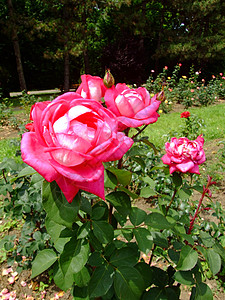 阿卡贝拉玫瑰图片