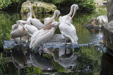 一组elicans岩石绿色反射羽毛水鸟野生动物粉红色脊椎动物团体荒野图片