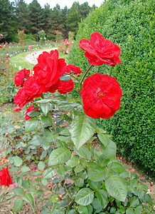 马里安德尔玫瑰图片