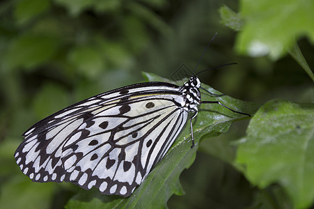 大米纸蝴蝶水平黑色植物绿色热带动物风筝白色昆虫图片