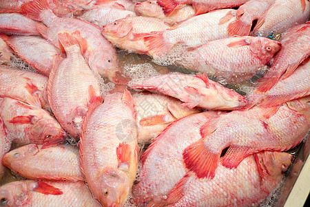 尼罗罗罗非亚悬浮市场养鱼场生食粉色科鱼鱼缸图片