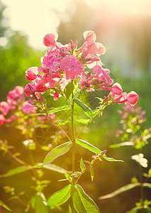 花园的粉红色鲜花图片