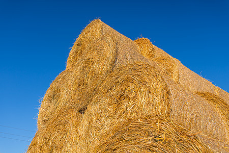 在蓝天空的田地上铺满干草篮草垛农场小麦天空谷物蓝色金子植物草地稻草图片