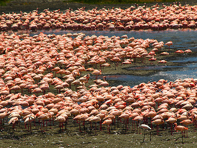火烈鸟公园生活水禽野生动物池塘动物荒野旅行团体反射图片