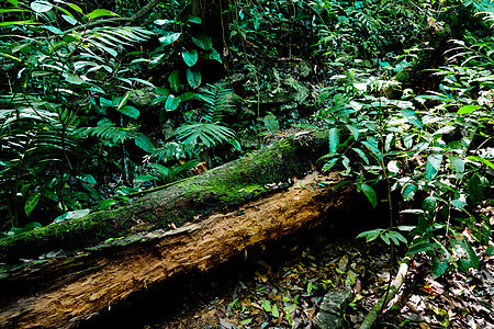 热带雨林森林探索植物季风古农苔藓绿色树干环境叶子图片