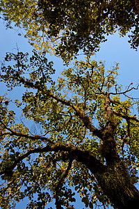 树环境植物自然树林植物学绿色天空树干棕色树叶图片