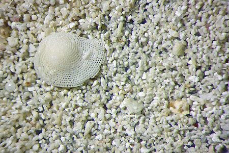 沙粒微摄影学碎石纹理缩影形状矿物显微镜摄影白色珊瑚砂粒图片