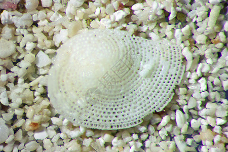 沙粒微摄影学形式砂粒矿物质石头谷物材料粮食显微镜缩影白色图片