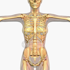 人类解剖学器官插图渲染背景图片