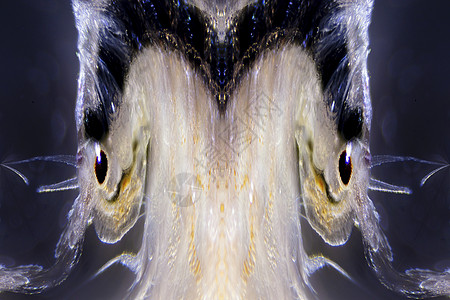 沙拉亚贫血微生物显微眼睛万花筒卤虫天线池塘甲壳类照片甲壳图片