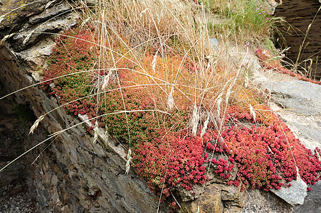高山植物白色梯子野花花朵植物群荒野公园岩石石竹踪迹图片