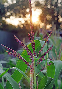 将玉米卷土重来对抗太阳落日的紧闭图片