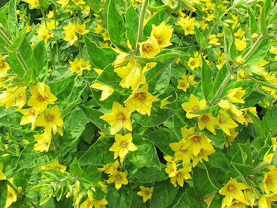 黄色松草花瓣花园树叶雄蕊植物图片