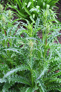 蓟绿色植物多刺叶子花园图片