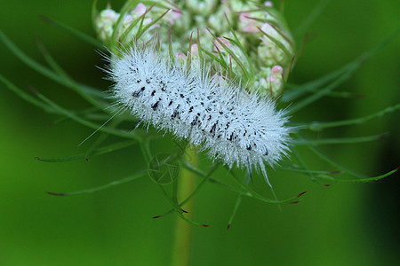 希科里托塞克 Moth 毛毛虫昆虫草丛野生动物鳞翅目动物学脊柱多刺头发宏观幼虫图片