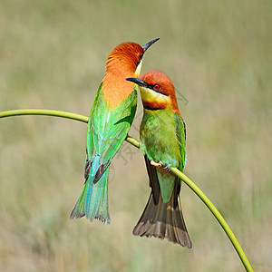 栗子头食蜜蜂者蜂鸟公园羽毛绿色动物橙子环境热带动物群荒野图片