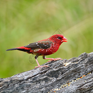 男性红色阿瓦达瓦特动物羽毛谷物鸟类白色警报种子场地热带荒野图片