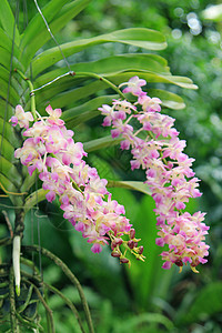 美丽的兰花花园花瓣植物学植物群植物热带粉色图片