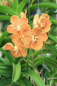 美丽的兰花植物学花瓣植物花园黄色植物群热带图片