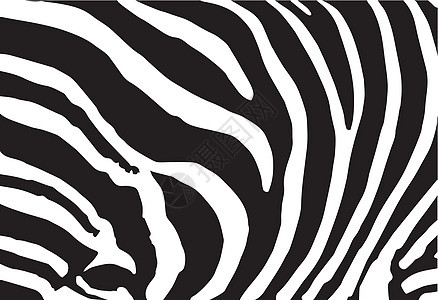 斑马印刷图样的抽象皮肤纹理插图条纹野生动物衣服材料哺乳动物动物园动物织物毛皮图片