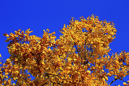 黄秋叶在树枝上对着蓝天橙子红色蓝色季节森林黑色阳光太阳叶子天气图片