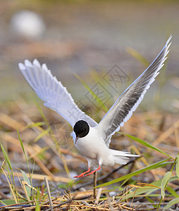 黑头高尔登陆账单野生动物自由背光荒野动物海鸥航班翅膀羽毛图片