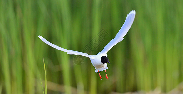 黑头古尔行动海鸥账单动物背光荒野黑头自由航班翅膀图片