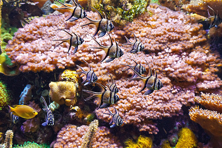 水族馆 - 翼龙鱼图片