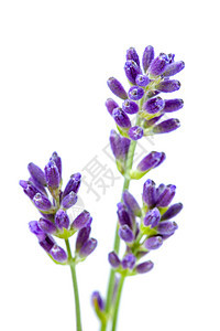 脱衣花草本药品植物群草本植物植物园艺香味香气紫色芳香图片